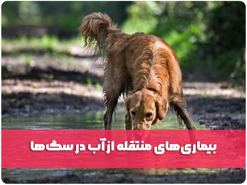 بیماری‌های منتقله از آب در سگ‌ها